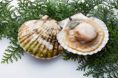 Deniz kabuklu istiridyeler, yakın çekim manzarası. 