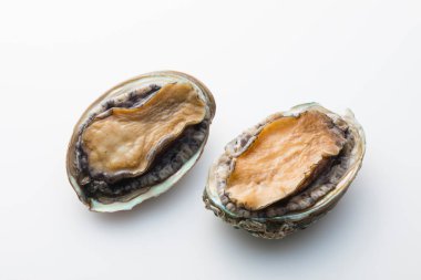 Beyaz arkaplanda iki istiridye kabuğu ve yeşil ağaç dalı var. 