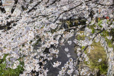 Bahçede güzel çiçekler, baharda güzel kiraz çiçekleri  