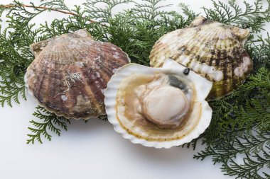 Deniz kabuklu istiridyeler, yakın çekim manzarası. 