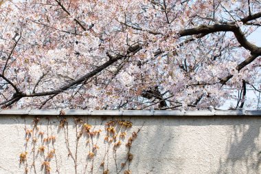 Duvarın yanında kiraz ağaçları güzel çiçek açıyor. 