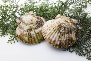 Beyaz bir yüzeyde taze yeşil deniz tarağı. Yaklaş.