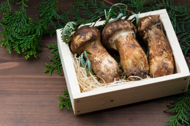 Çiğ Matsutake mantarlarının görüntüsünü kapat