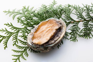 Beyaz arkaplanda istiridye kabuğu ve yeşil ağaç dalı izole edilmiş 