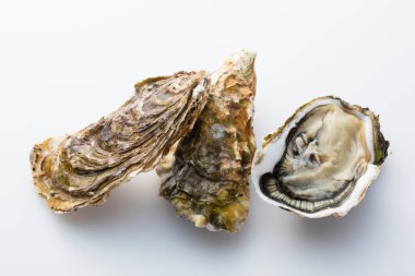 Çiğ taze istiridye manzarasını kapatın. 