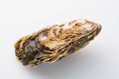 Beyaz arkaplanda deniz kabuğu izole