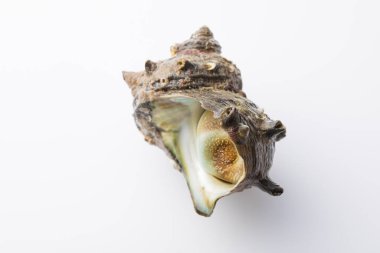 Sazae, Japon boynuzlu türban kabuğu. Görüntüyü kapat