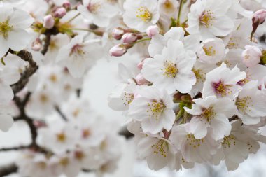 Parkta güzel kiraz çiçekleri açar. 