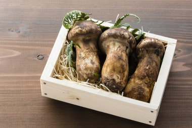 Çiğ Matsutake mantarlarının görüntüsünü kapat