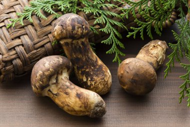 Çiğ Matsutake mantarlarının görüntüsünü kapat