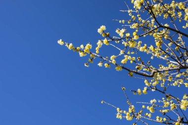 Kiraz ağaçları açık mavi gökyüzünün altında çiçek açıyor. 