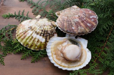 Tahta arka planda taze ve çiğ deniz kabukları 