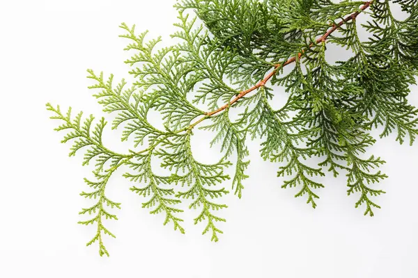Boże Narodzenie Zielony Gałąź Drzewa Izolowane Białym Tle — Zdjęcie stockowe