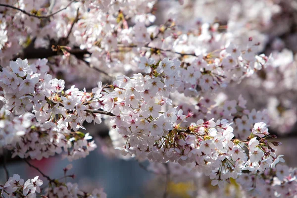 Hermosas Flores Jardín Hermosas Flores Cerezo Primavera — Foto de Stock