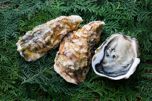 Çiğ taze istiridye manzarasını kapatın. 