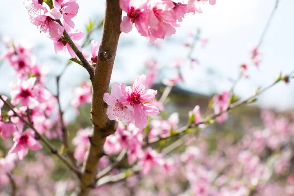 Όμορφα Ροζ Άνθη Κερασιάς Την Άνοιξη — Φωτογραφία Αρχείου