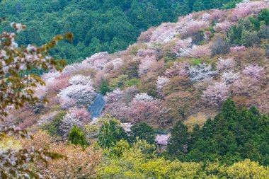 Japonya 'da kiraz çiçeklerinin açtığı güzel dağ manzarası