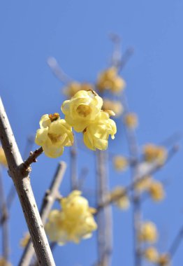 Güzel botanik fotoğrafı, doğal duvar kağıdı.