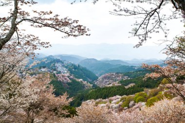 Japonya 'da kiraz çiçeklerinin açtığı güzel dağ manzarası