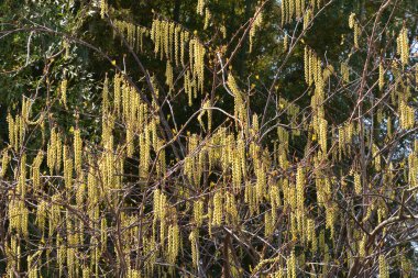 Güzel botanik çekimi, bahar zamanı söğüt ağacı dalları.  