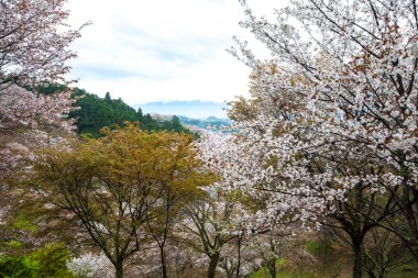 Japonya 'da kiraz çiçeklerinin açtığı güzel dağ manzarası