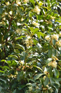 Bahçede çiçek açan bitkiler, gündüz manzarası
