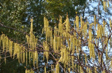 Güzel botanik çekimi, bahar zamanı söğüt ağacı dalları.  