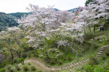 Park, Japonya 'da kiraz çiçeği