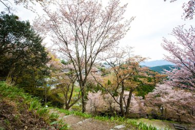 Park, Japonya 'da kiraz çiçeği