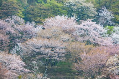 Japonya 'da kiraz çiçeklerinin açtığı güzel dağ manzarası