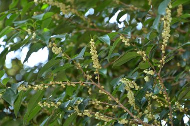 Güzel botanik çekimi, bahar zamanı söğüt ağacı dalları.  