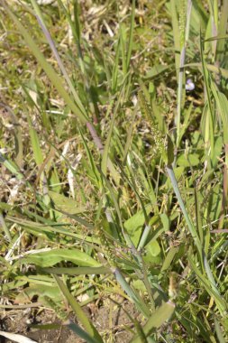 Bahçede çiçek açan bitkiler, gündüz manzarası