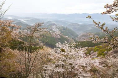 Park, Japonya 'da kiraz çiçeği