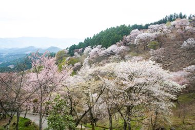 Japonya 'da kiraz çiçeklerinin açtığı güzel dağ manzarası
