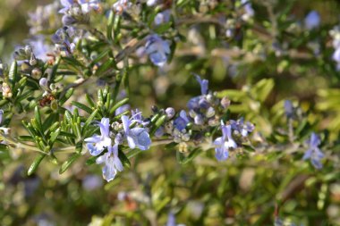 Bahçedeki çiçekler ve bitkiler