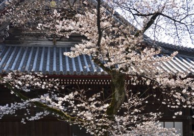 Tapınak manzarası, geleneksel Japon mimarisi.