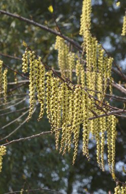 Güzel botanik çekimi, bahar zamanı söğüt ağacı dalları.  