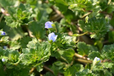 Bahçedeki mavi çiçekleri kapat.