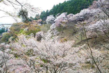 Japonya 'da kiraz çiçeklerinin açtığı güzel dağ manzarası