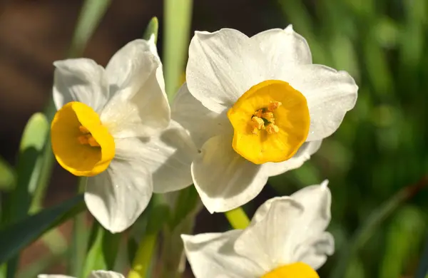 Gele Narcis Het Voorjaar Van Dichtbij Bekijken — Stockfoto