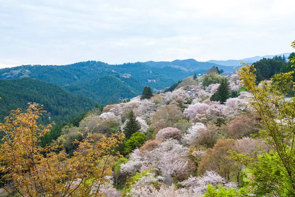 Cseresznyevirág Parkban Japán — Stock Fotó
