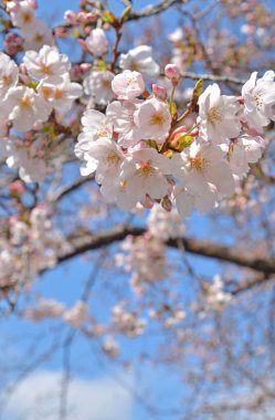 Bahar ağaçlarının beyaz çiçeklerle açtığı yakın plan görüntüsü.      
