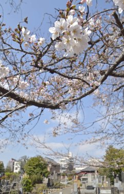 Japonya 'daki mezarlıkta güzel kiraz çiçekleri açıyor.