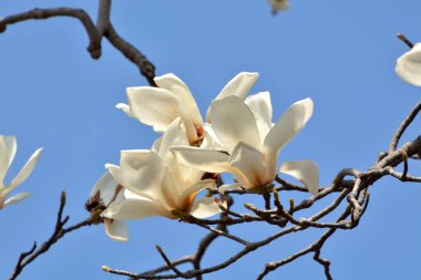 Manolya çiçekleri bahar mevsiminde çiçek açar.