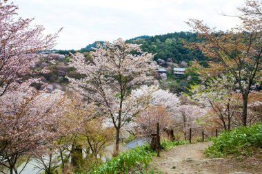 Park, Japonya 'da kiraz çiçeği