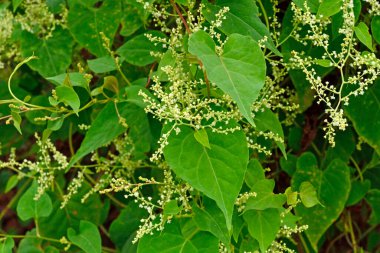 Güzel yeşil çiçeklerin yakın görüntüsü