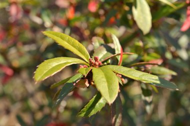 Yaz bahçesinde yeşil ağaçlar, gündüz manzarası 