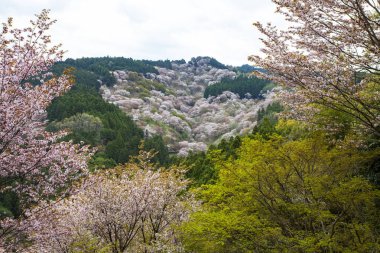 Park, Japonya 'da kiraz çiçeği