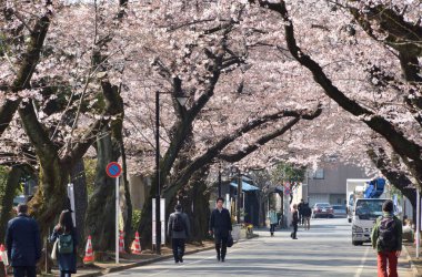 Parkta kiraz ağaçları güzel çiçek açıyor.