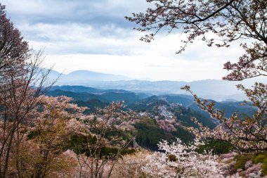 Park, Japonya 'da kiraz çiçeği